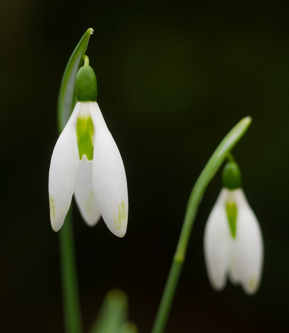 Galanthus elwesii 'Daphne's Scissors' snowdrop – photo 3