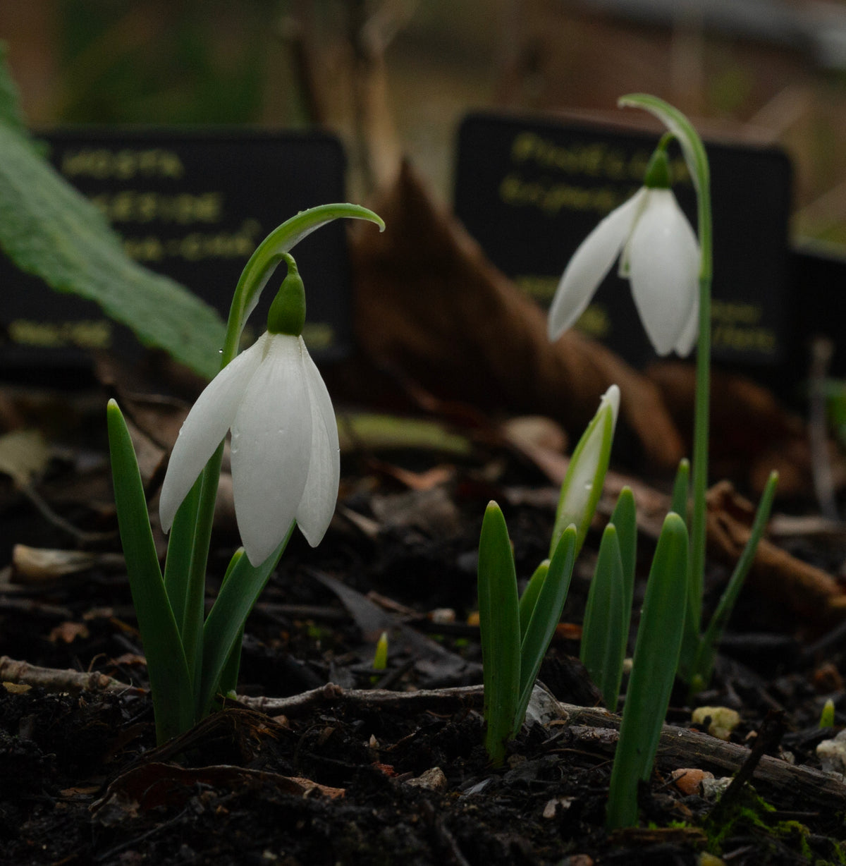 Galanthus 'Daphne's Maximus' snowdrop flower