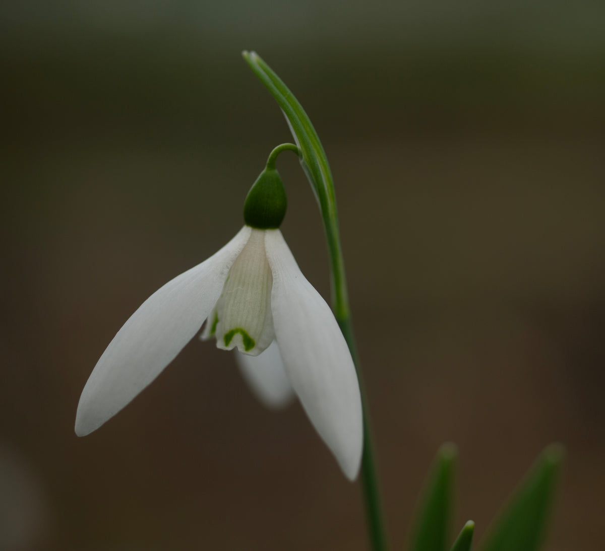 Galanthus 'Daphne's Maximus' snowdrop – photo 2