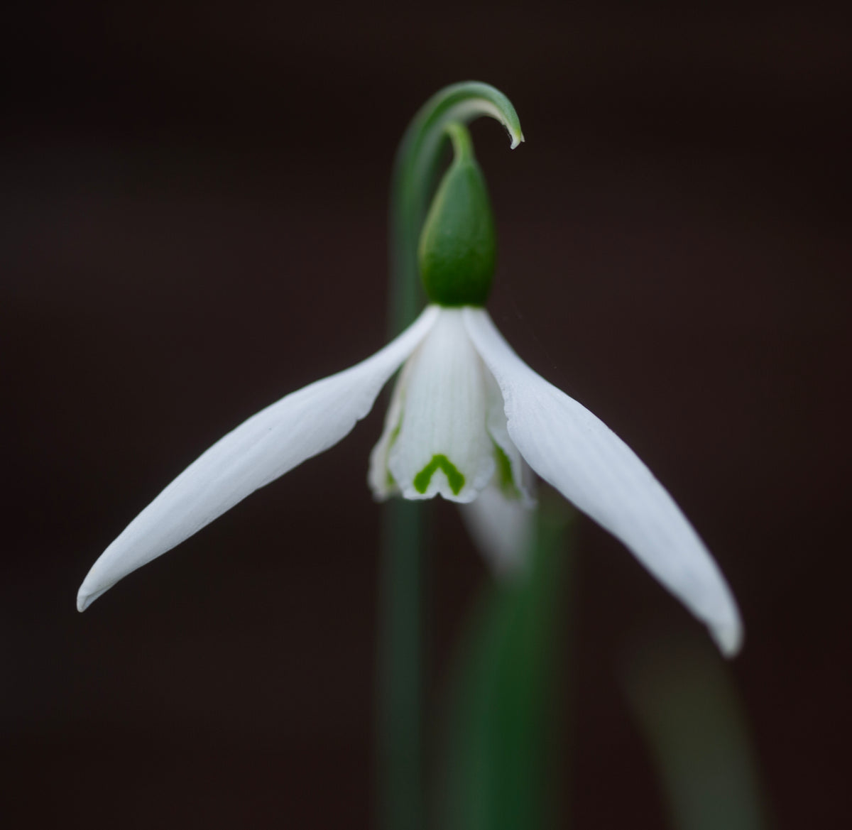 Galanthus 'Daphne's Maximus' snowdrop flower