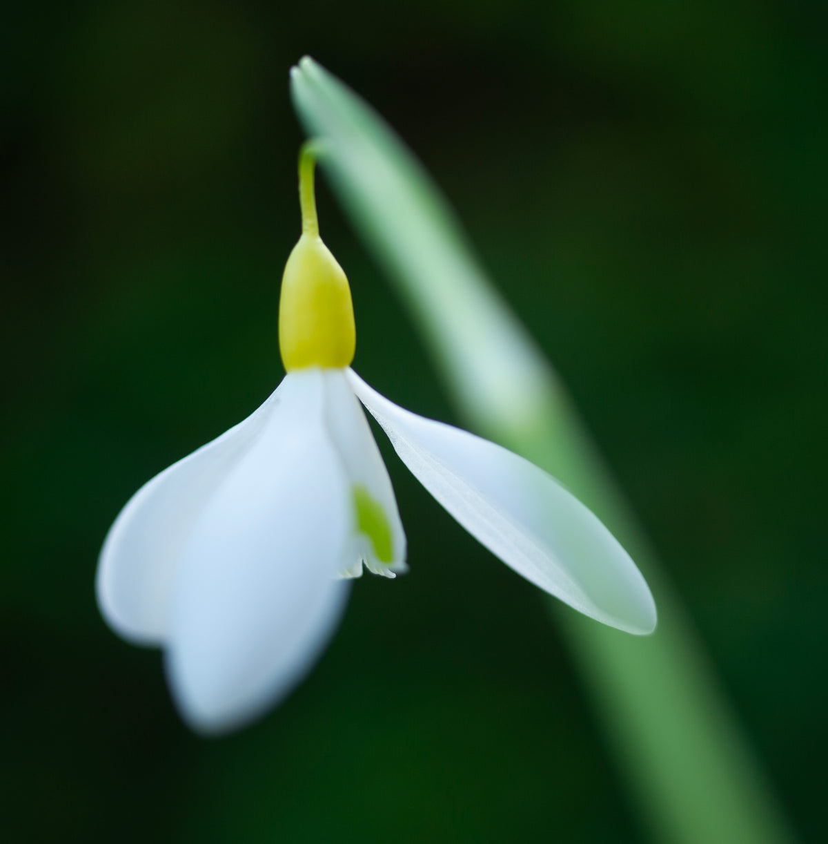 Galanthus 'Dick's Early Yellow' snowdrop – photo 4
