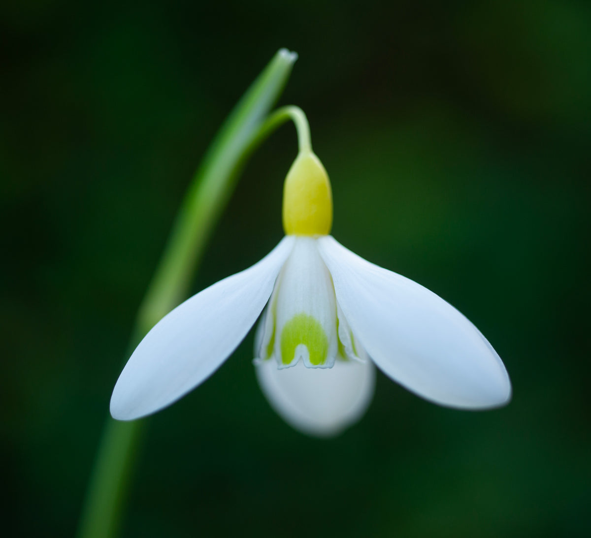 Galanthus 'Dick's Early Yellow' snowdrop – photo 2