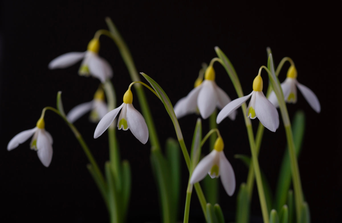 Galanthus 'Dick's Early Yellow' snowdrop – photo 3