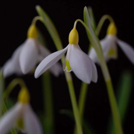 Galanthus 'Dick's Early Yellow' snowdrop flower