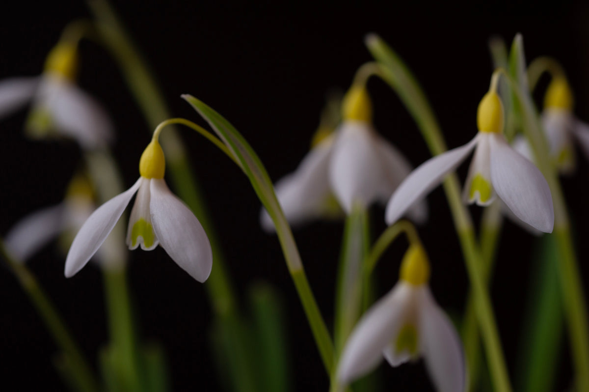 Galanthus 'Dick's Early Yellow' snowdrop – photo 5