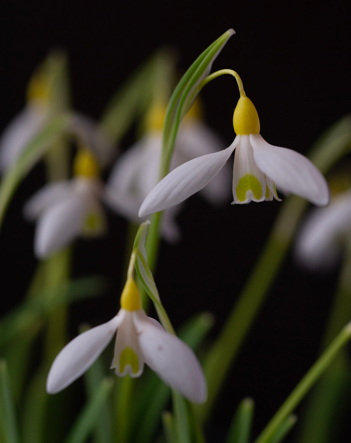 Galanthus 'Dick's Early Yellow' snowdrop – photo 6