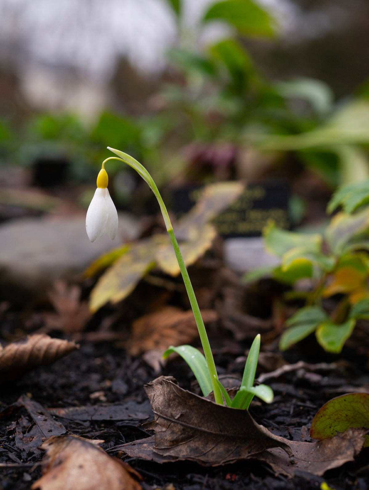 Galanthus 'Dick's Early Yellow' snowdrop – photo 7