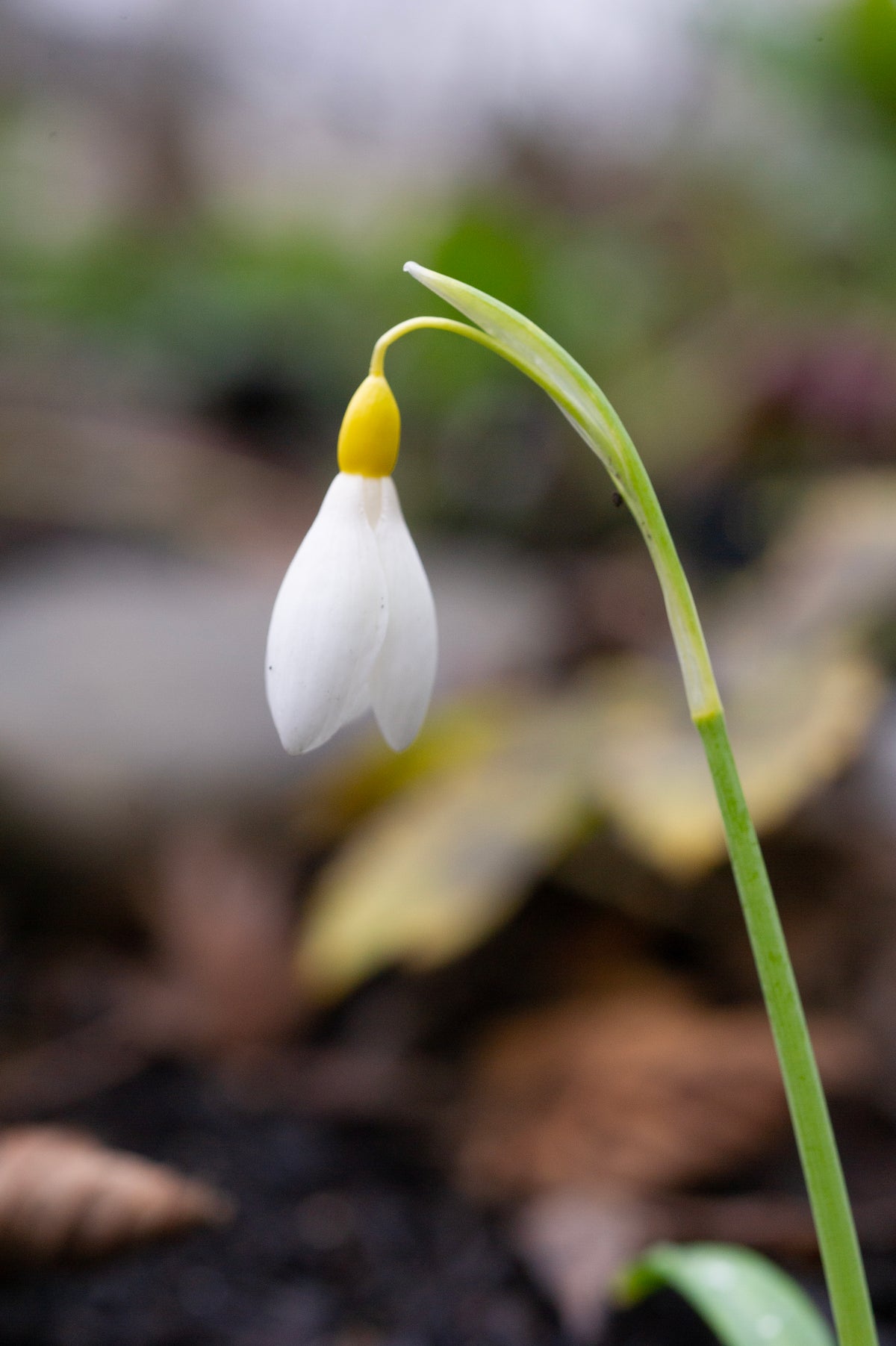 Galanthus 'Dick's Early Yellow' snowdrop – photo 8
