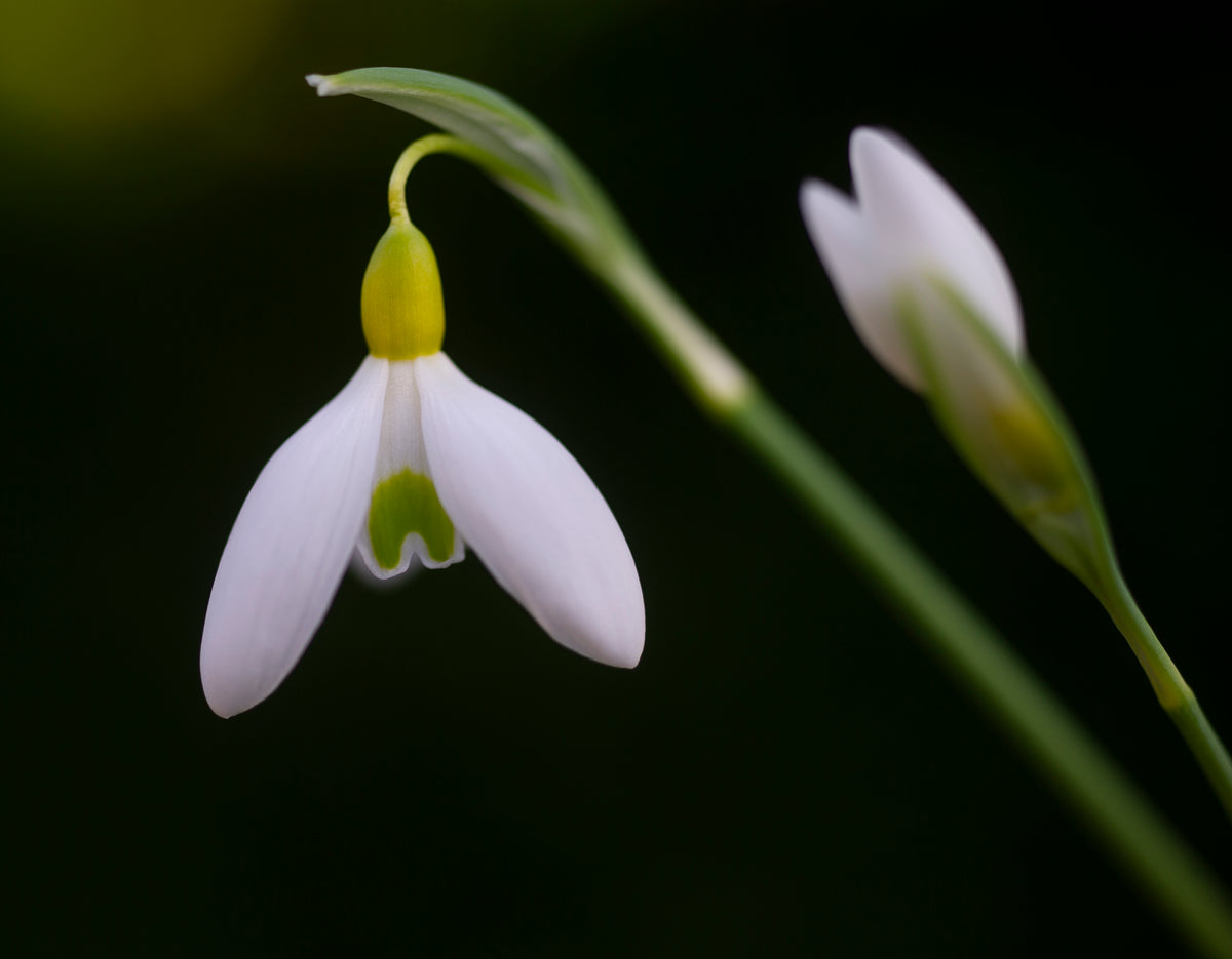 Galanthus 'Dick's Early Yellow' snowdrop – photo 9