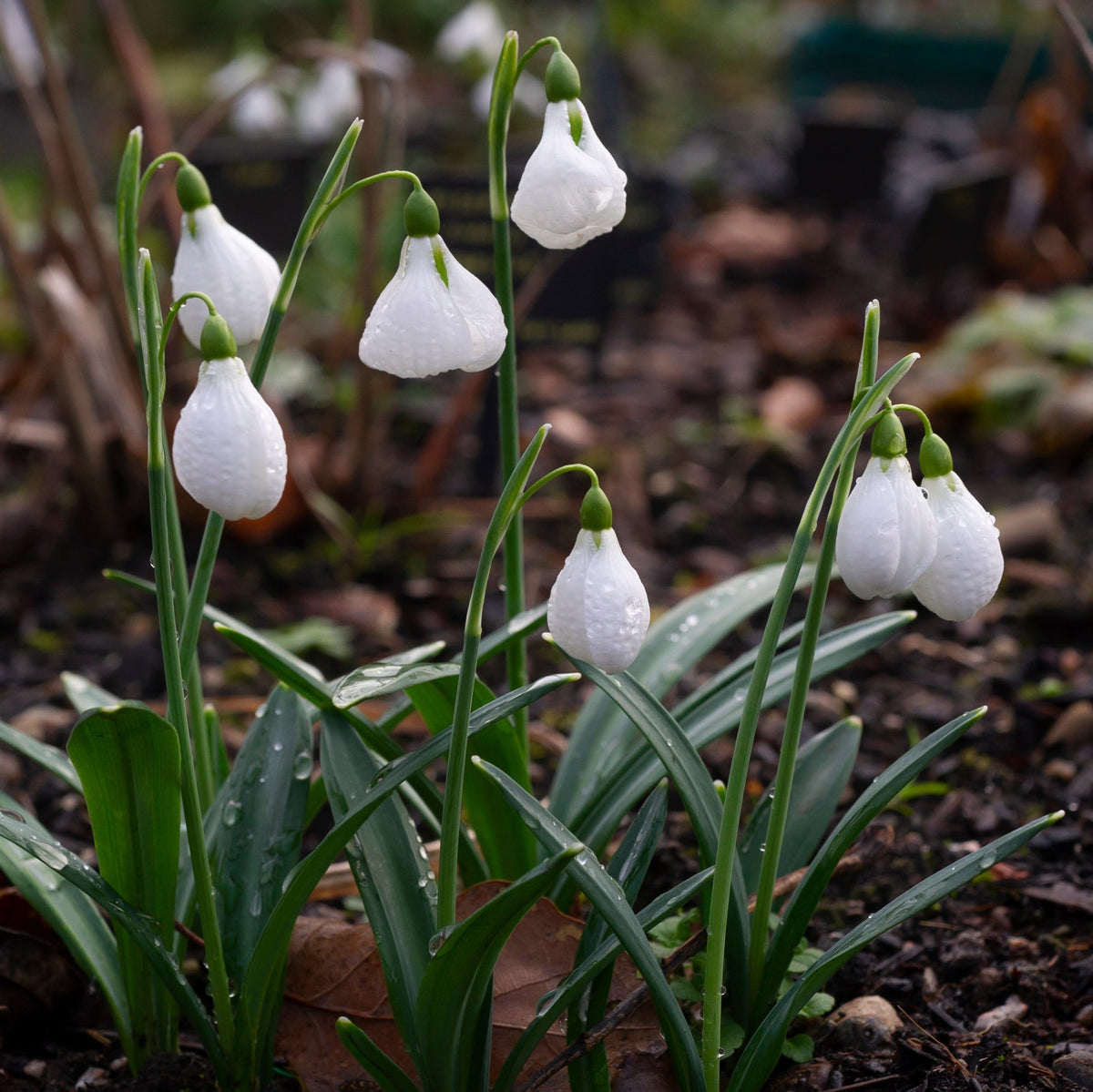Galanthus plicatus 'Diggory' snowdrop flower