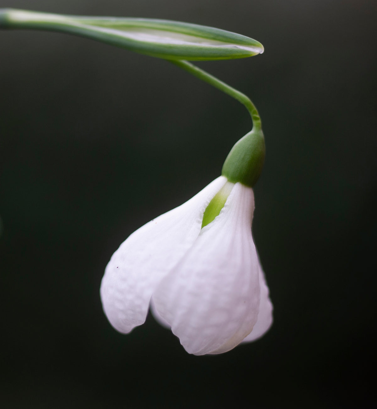 Galanthus plicatus 'Diggory' snowdrop – photo 2
