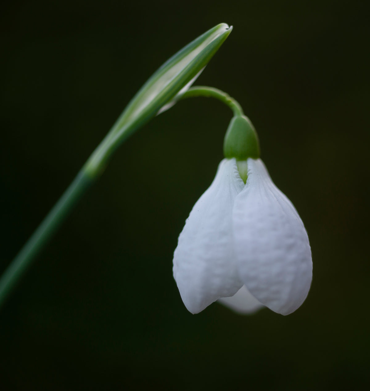 Galanthus plicatus 'Diggory' snowdrop – photo 5