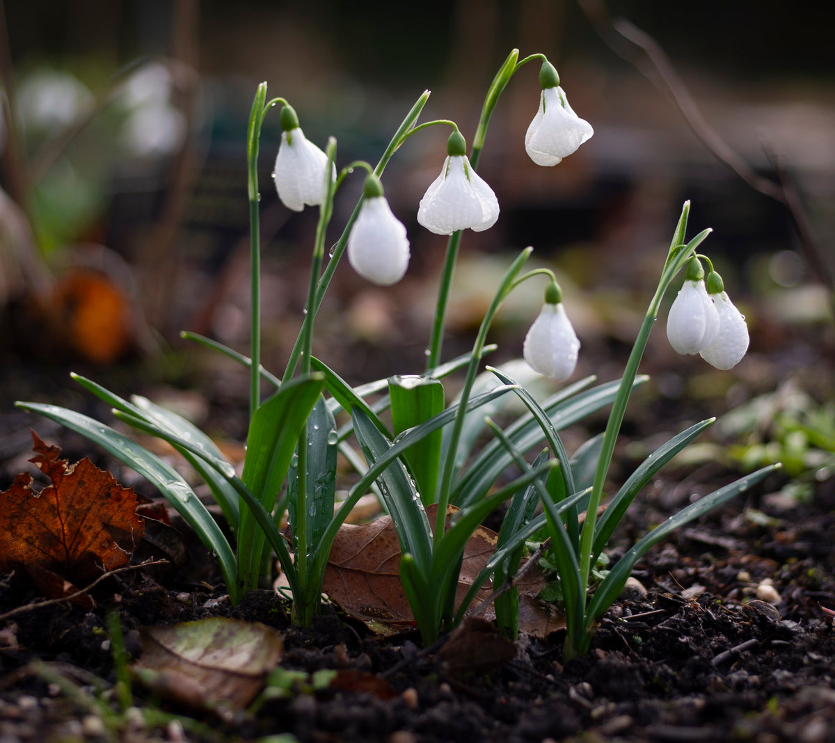Galanthus plicatus 'Diggory' snowdrop – photo 3