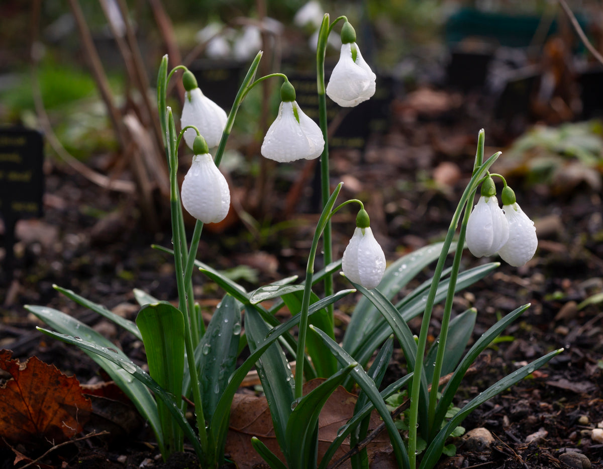 Galanthus plicatus 'Diggory' snowdrop – photo 9
