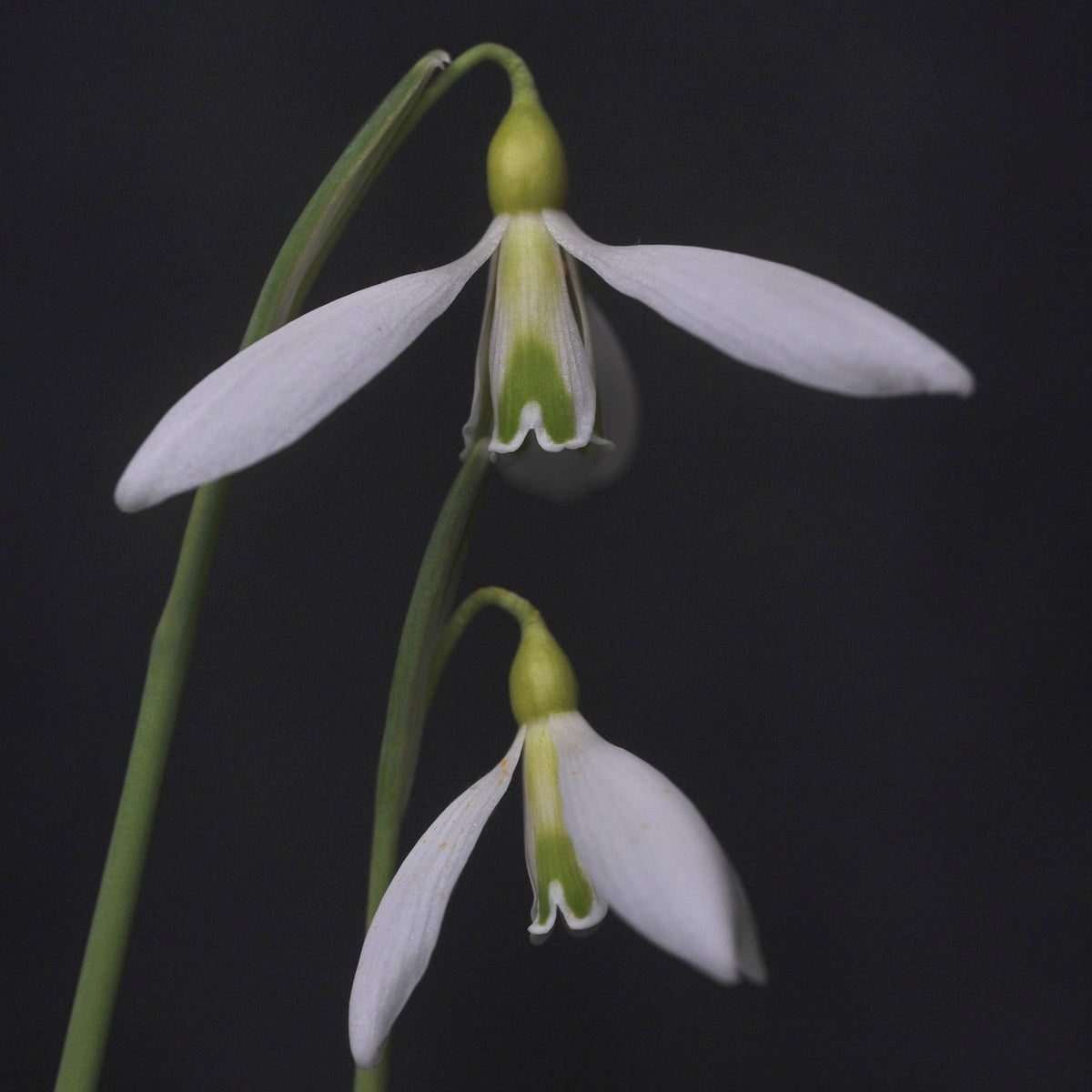 Galanthus 'Ding Dong' snowdrop – photo 3