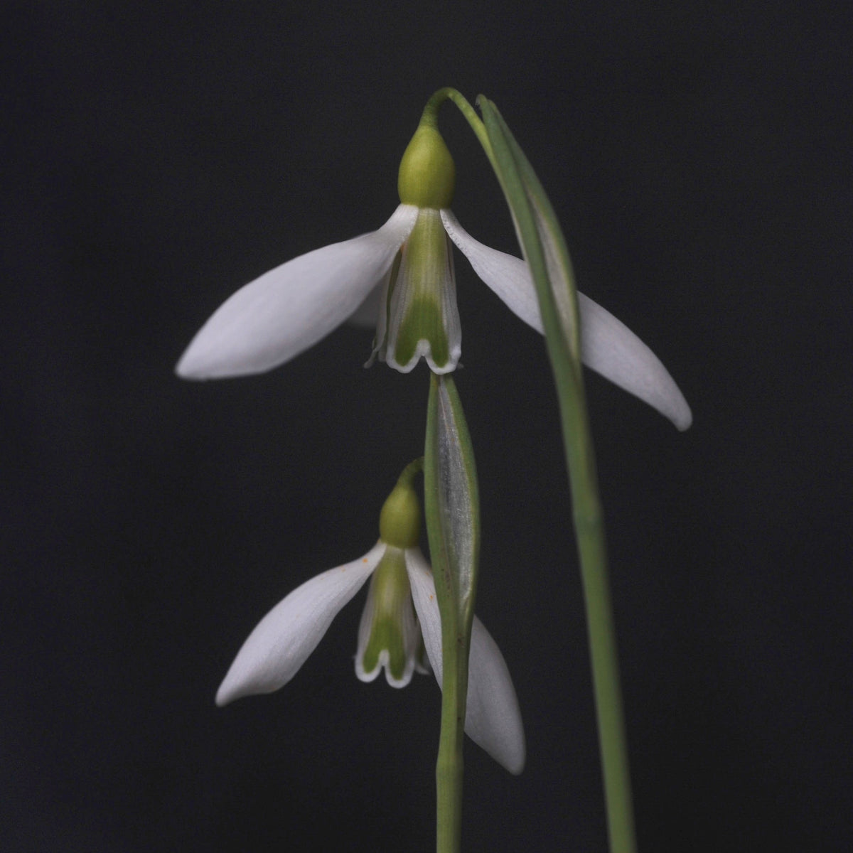 Galanthus 'Ding Dong' snowdrop – photo 4