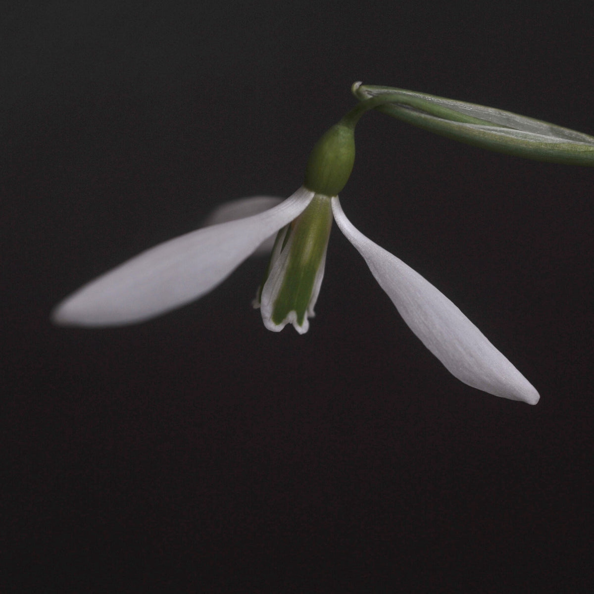 Galanthus 'Ding Dong' snowdrop – photo 2