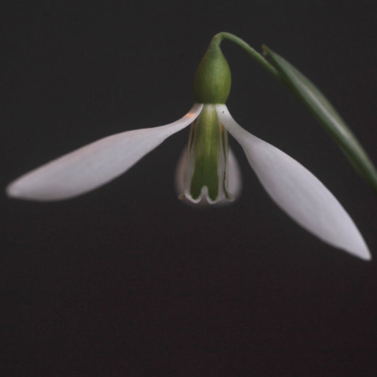 Galanthus 'Ding Dong' snowdrop flower