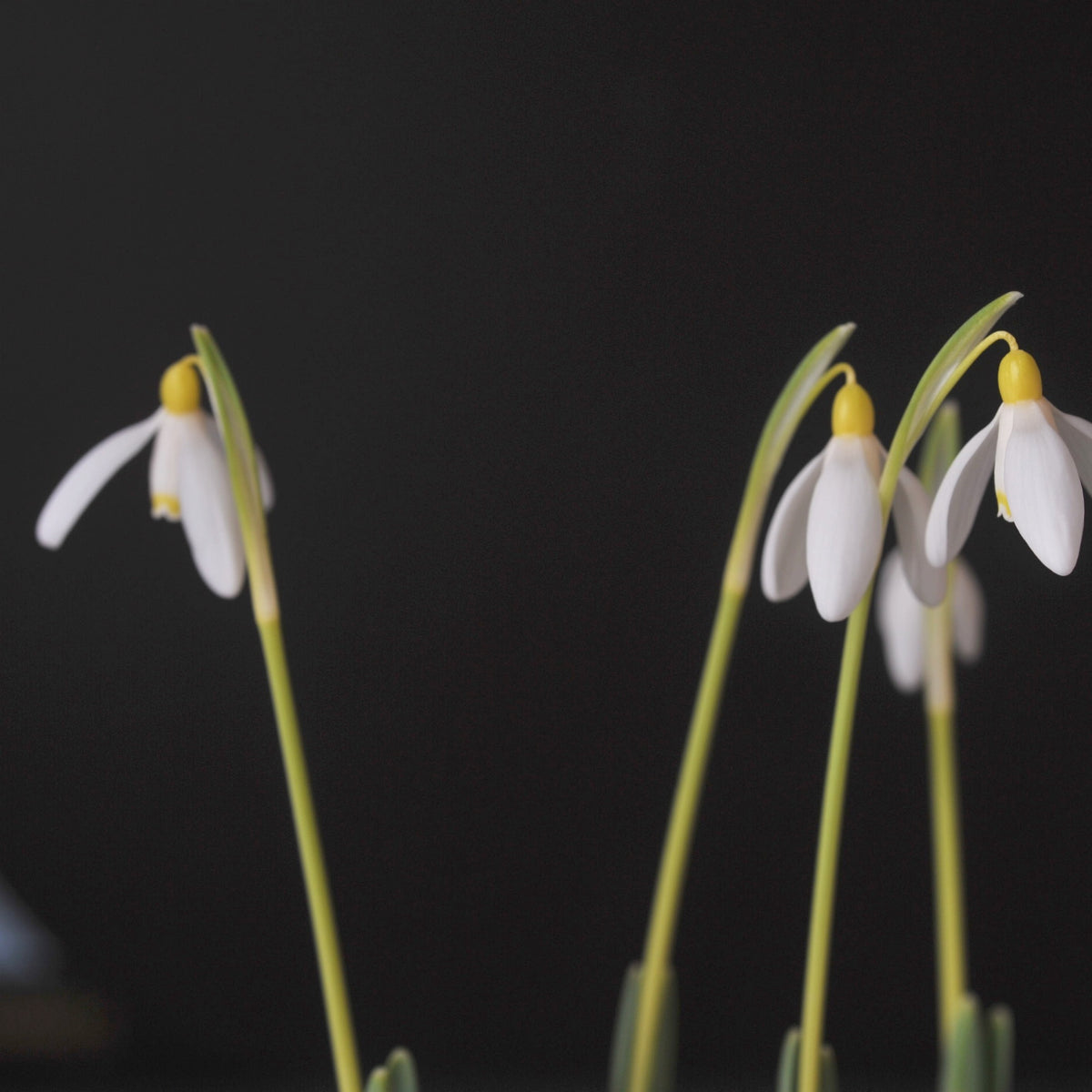 Galanthus nivalis 'Doddington' snowdrop – photo 5