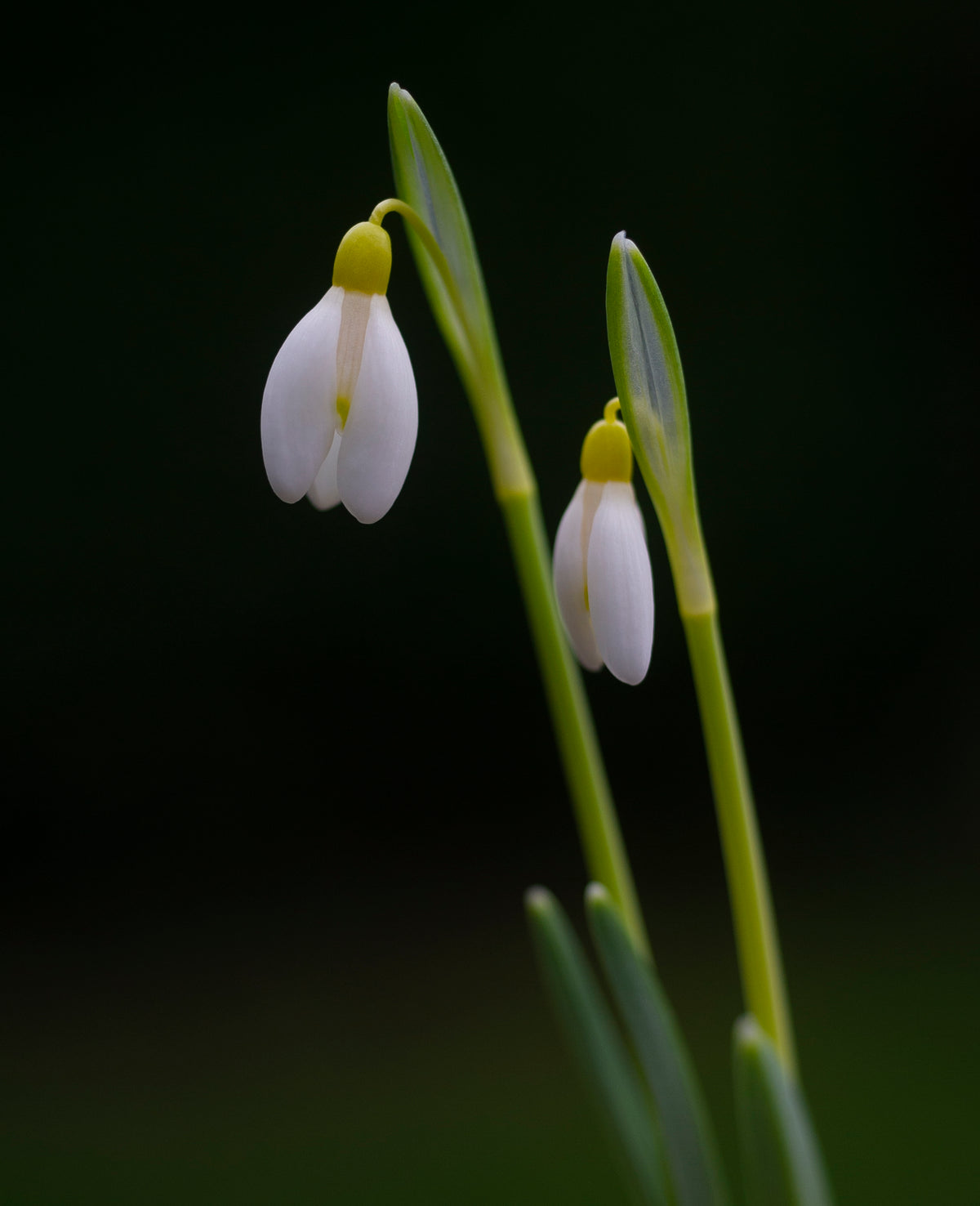Galanthus nivalis 'Doddington' snowdrop – photo 6