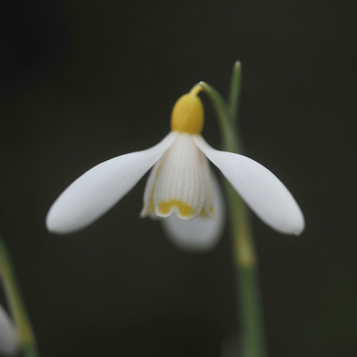 Galanthus nivalis 'Doddington' yellow snowdrop flower