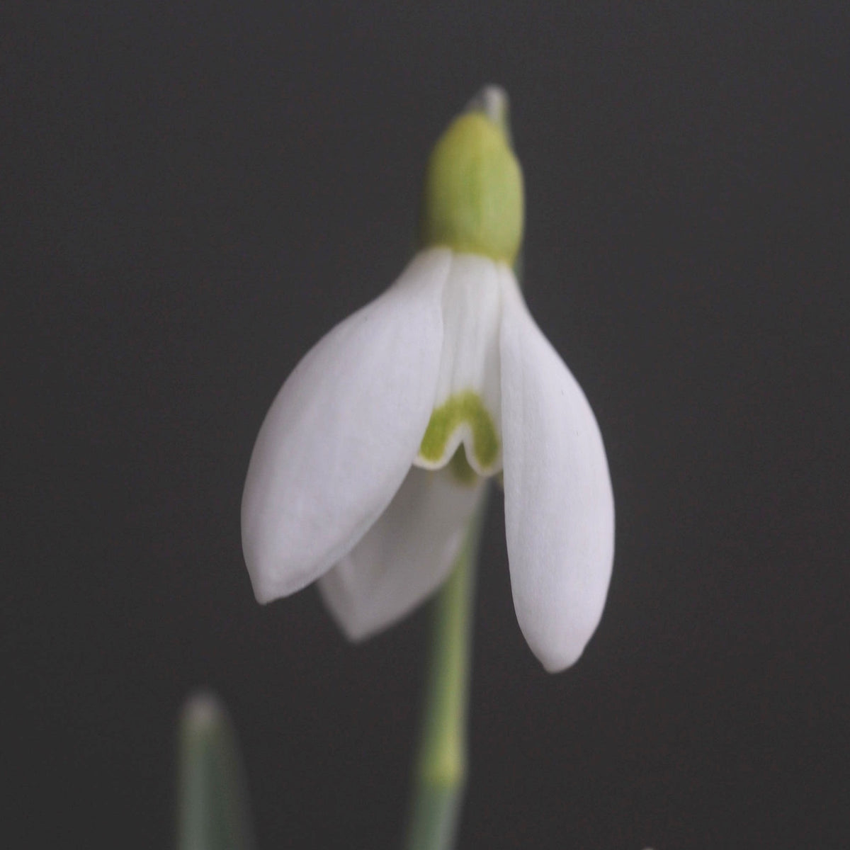 Galanthus 'Donaugold' snowdrop flower