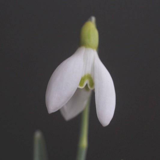 Galanthus 'Donaugold' snowdrop flower