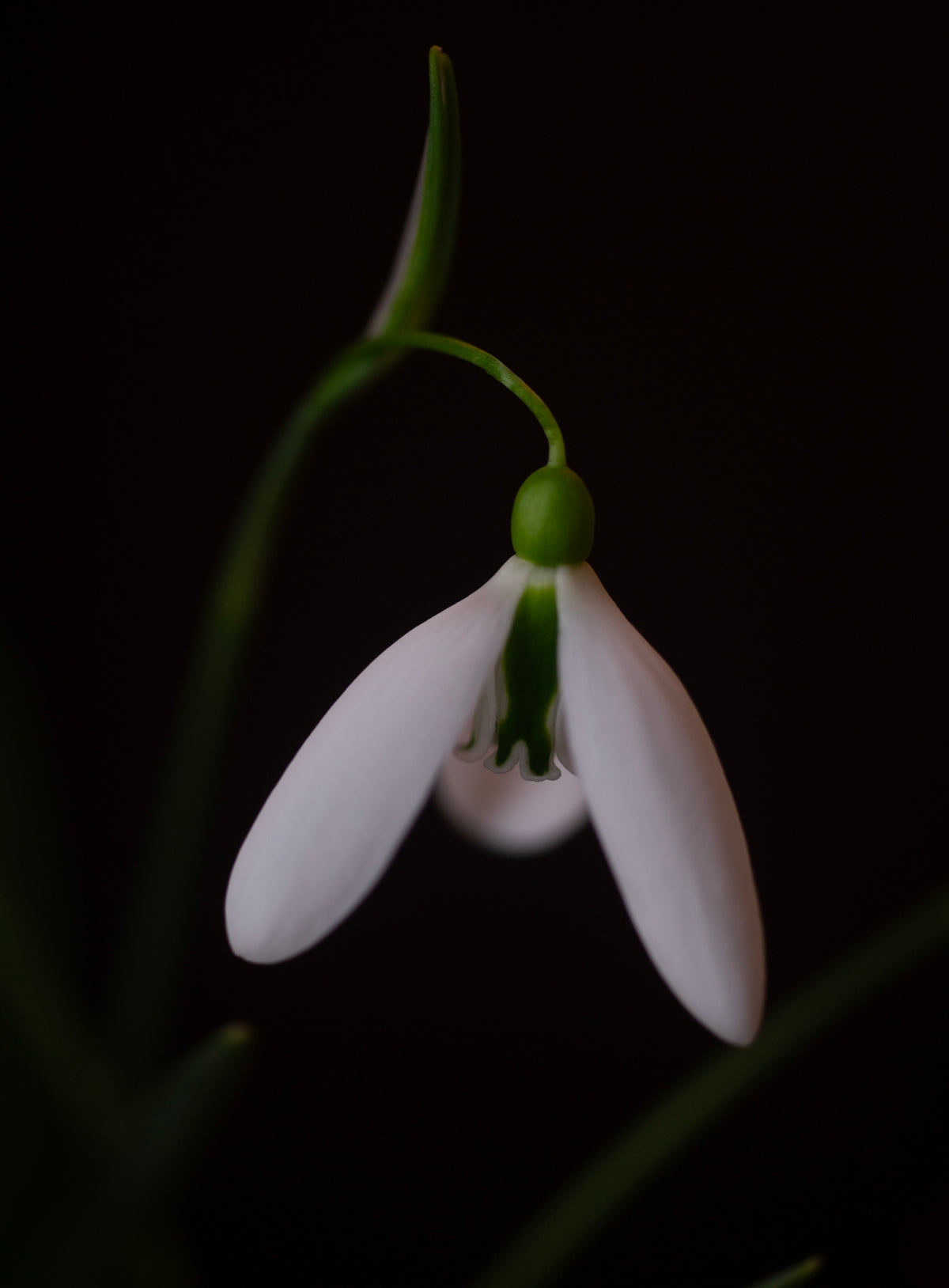 Galanthus 'Dragonfly' snowdrop – photo 2