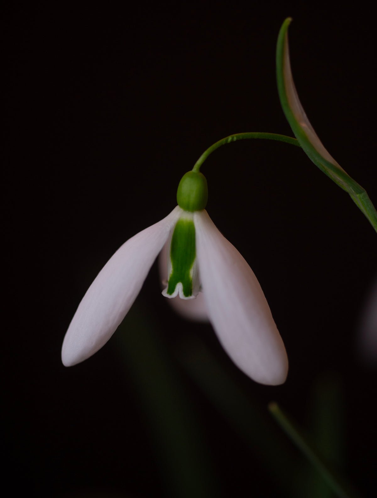 Galanthus 'Dragonfly' snowdrop – photo 3