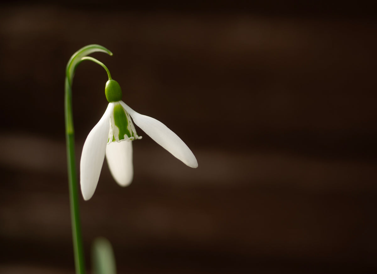 Galanthus 'Dragonfly' snowdrop – photo 6