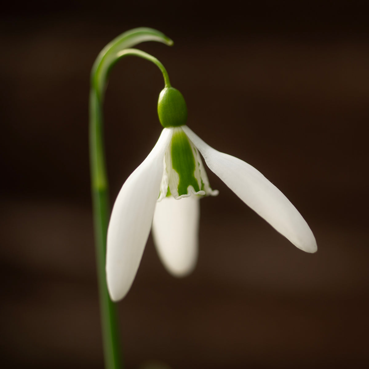 Galanthus 'Dragonfly' snowdrop flower