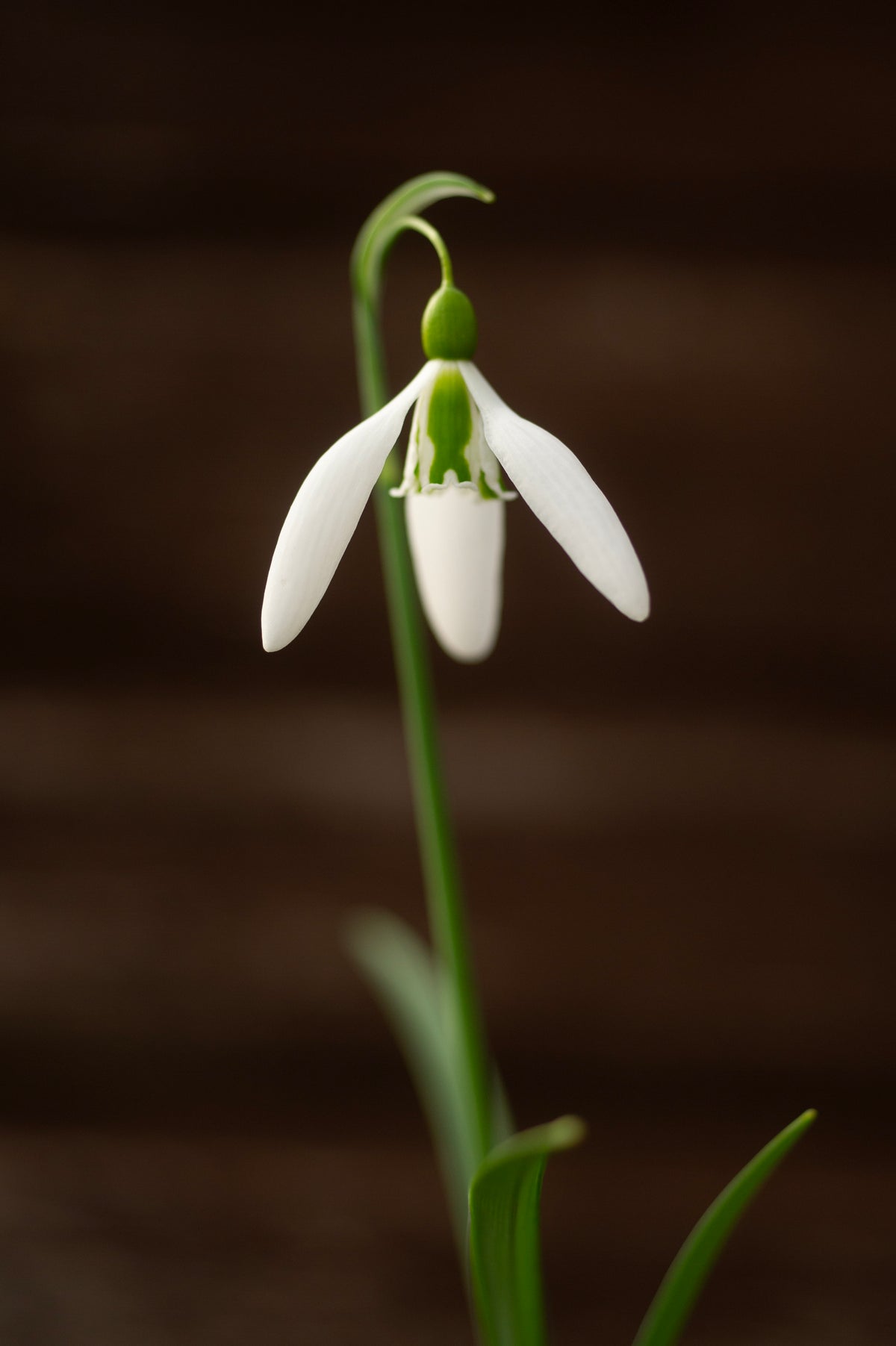 Galanthus 'Dragonfly' snowdrop – photo 7