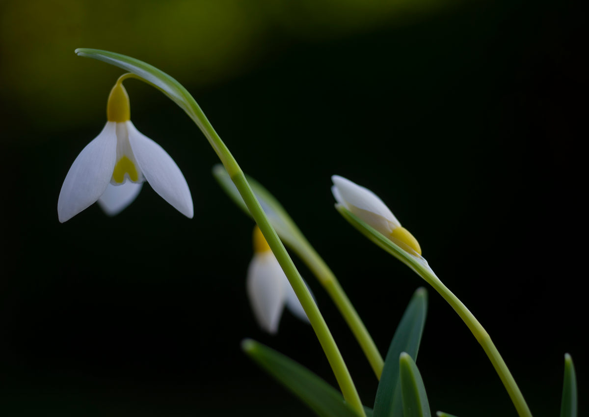 Galanthus x valentinei 'Dryad Gold Bullion' snowdrop – photo 3