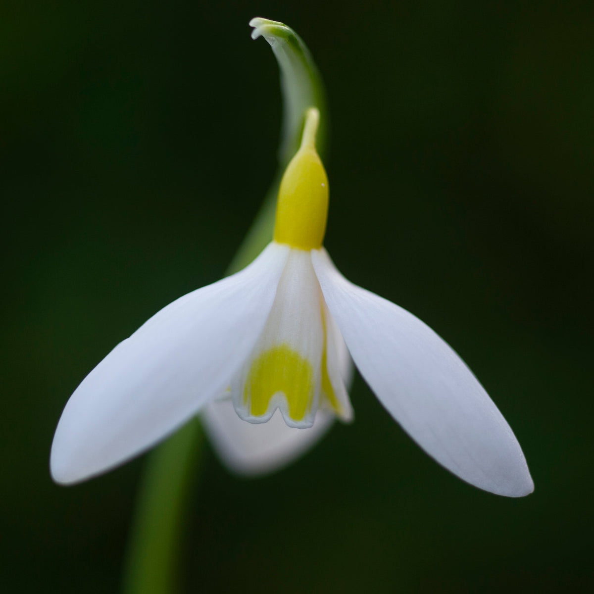 Galanthus x valentinei 'Dryad Gold Bullion' snowdrop flower