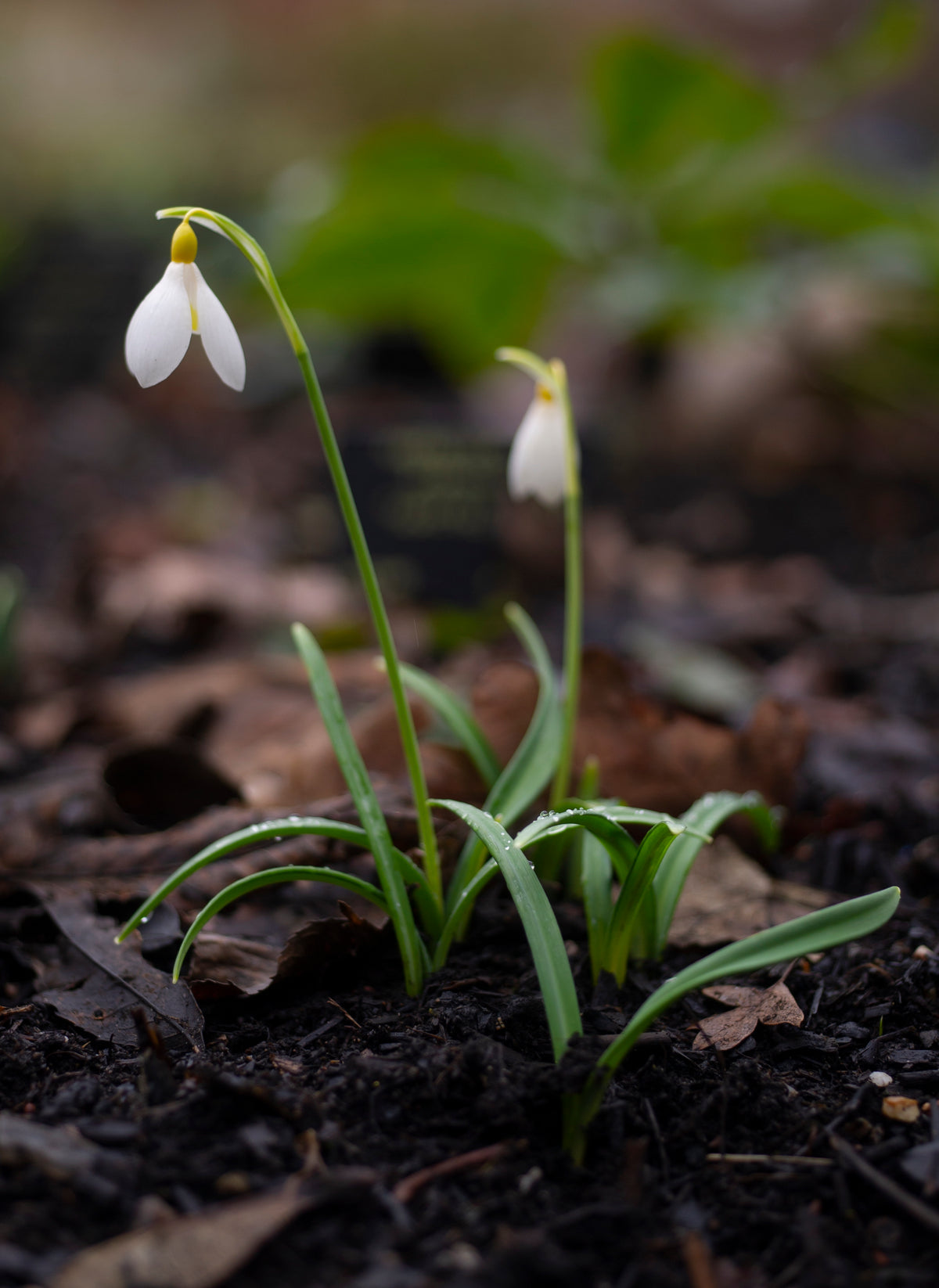 Galanthus x valentinei 'Dryad Gold Bullion' snowdrop – photo 4