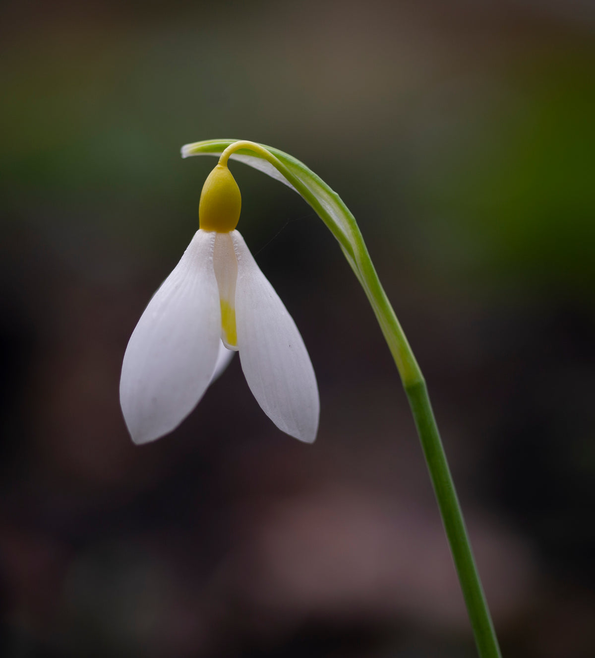 Galanthus x valentinei 'Dryad Gold Bullion' snowdrop – photo 5