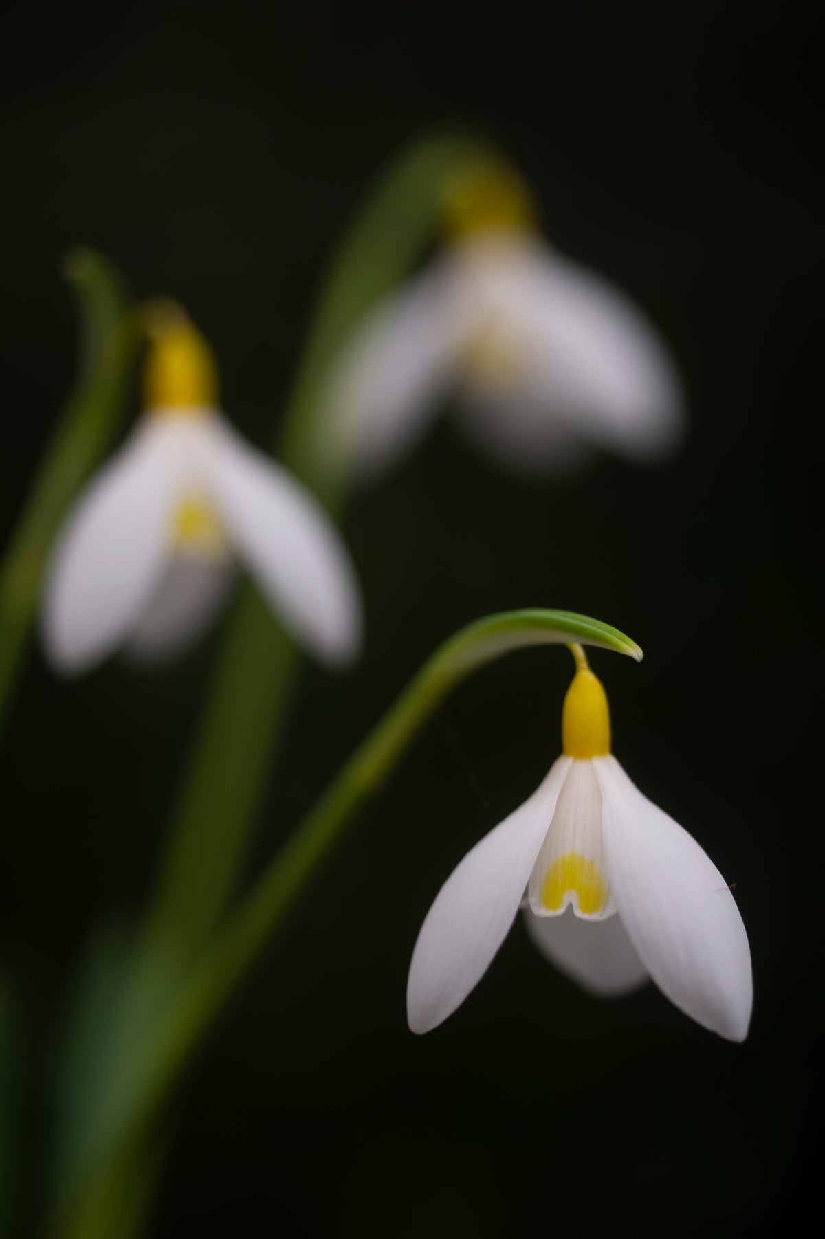 Galanthus x valentinei 'Dryad Gold Bullion' snowdrop – photo 2
