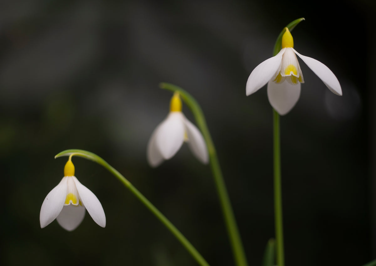 Galanthus x valentinei 'Dryad Gold Bullion' snowdrop – photo 6