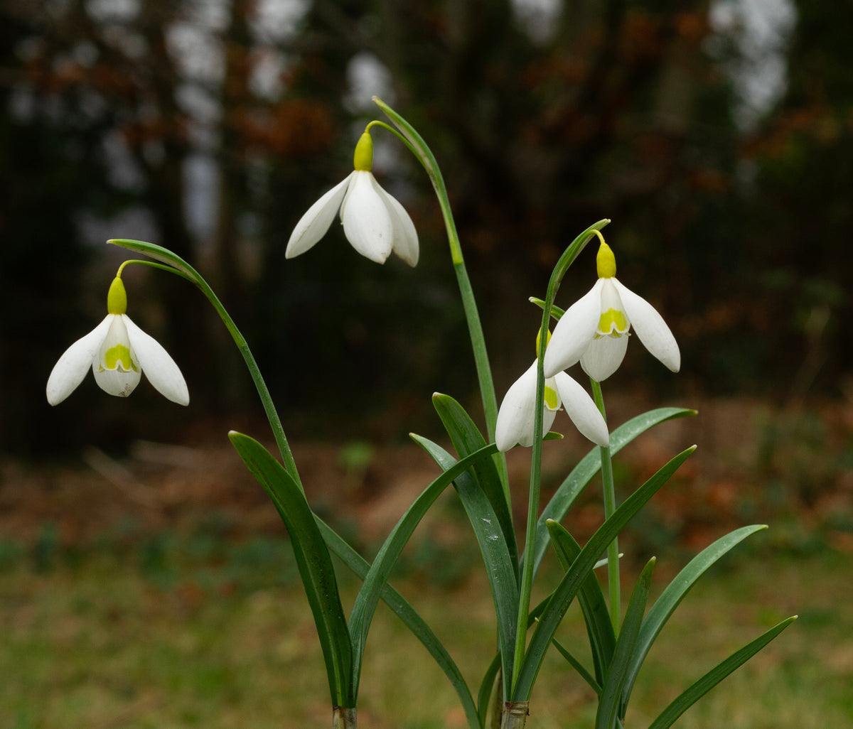 Galanthus x valentinei 'Dryad Gold Charm' snowdrop – photo 3