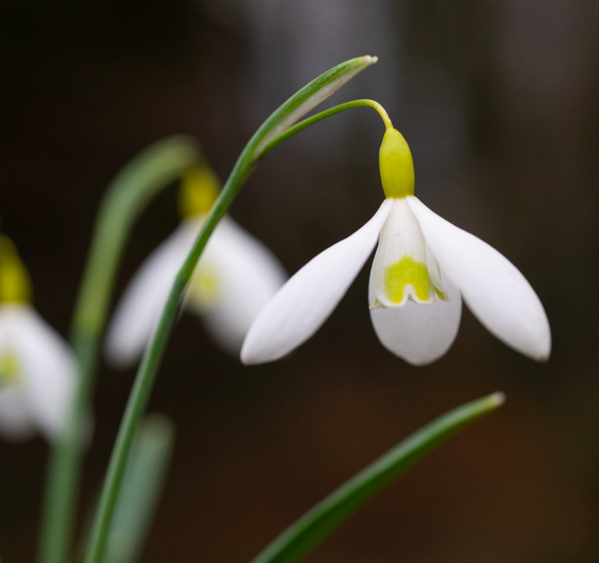 Galanthus x valentinei 'Dryad Gold Charm' snowdrop – photo 4