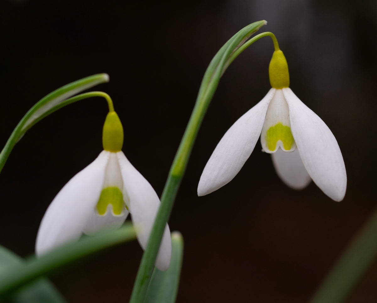 Galanthus x valentinei 'Dryad Gold Charm' snowdrop – photo 2