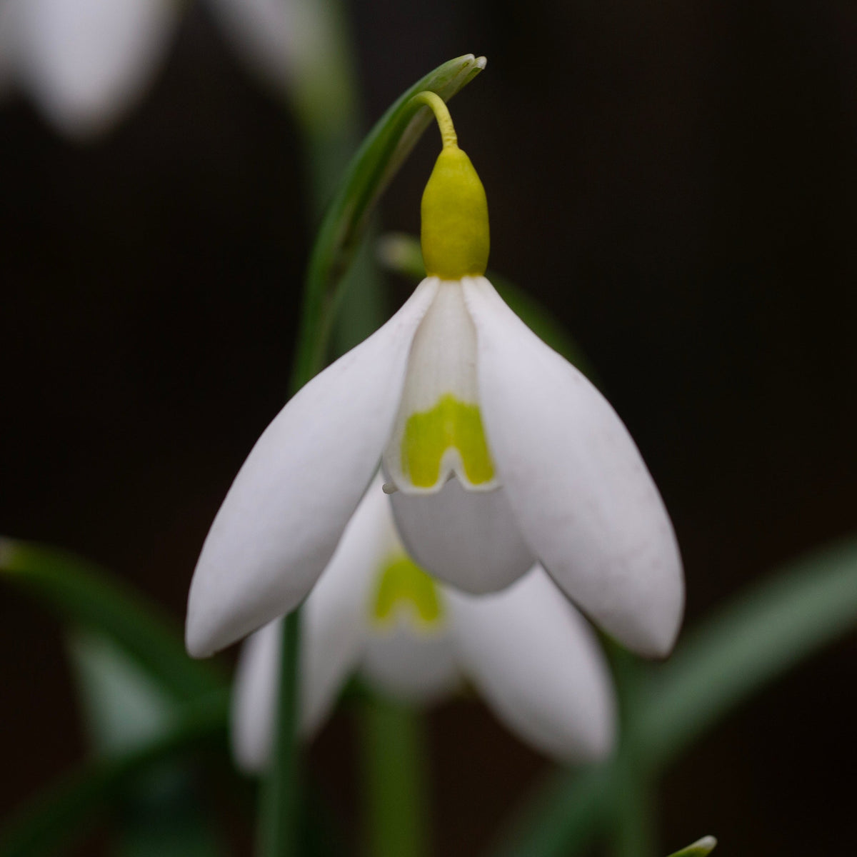 Galanthus x valentinei 'Dryad Gold Charm' snowdrop flower
