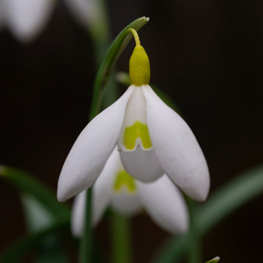 Galanthus x valentinei 'Dryad Gold Charm' snowdrop flower