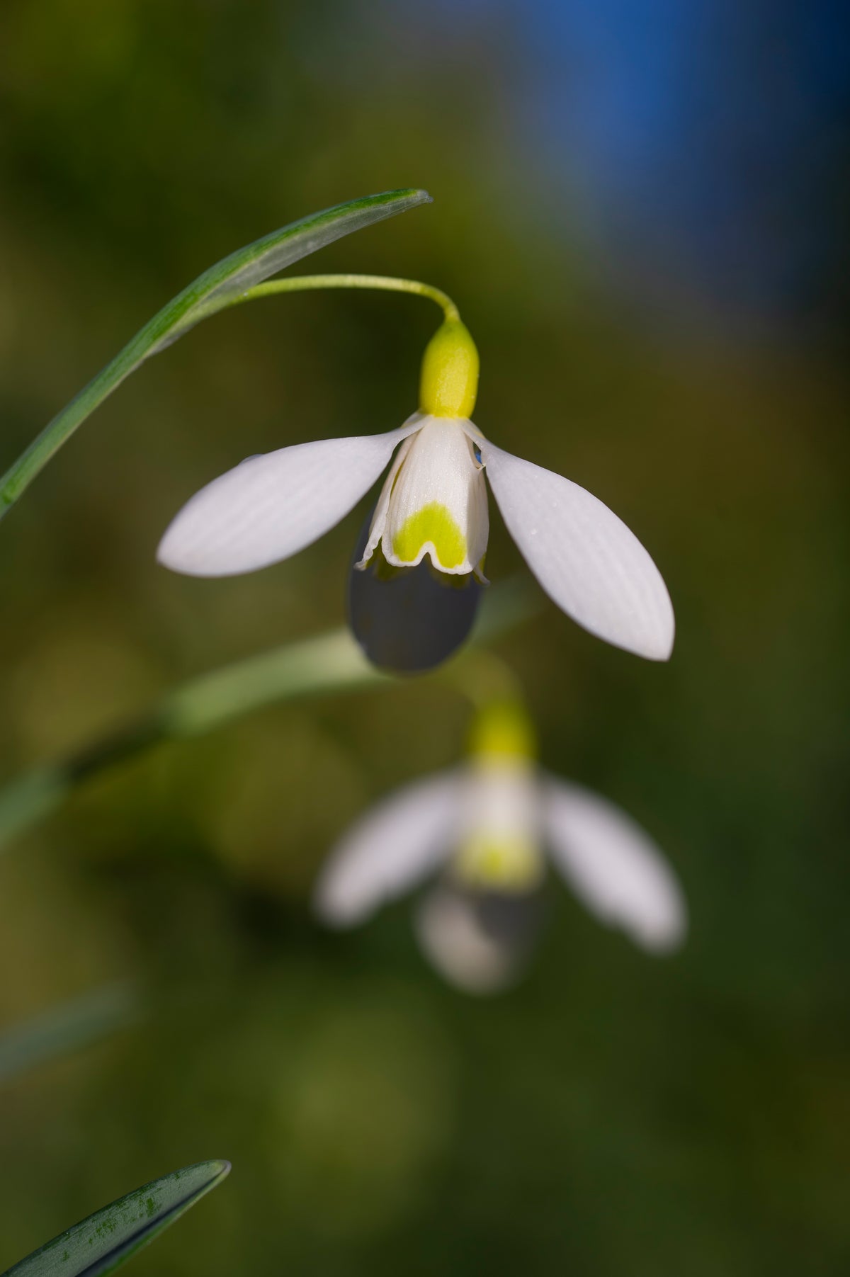 Galanthus x valentinei 'Dryad Gold Medal' snowdrop – photo 3