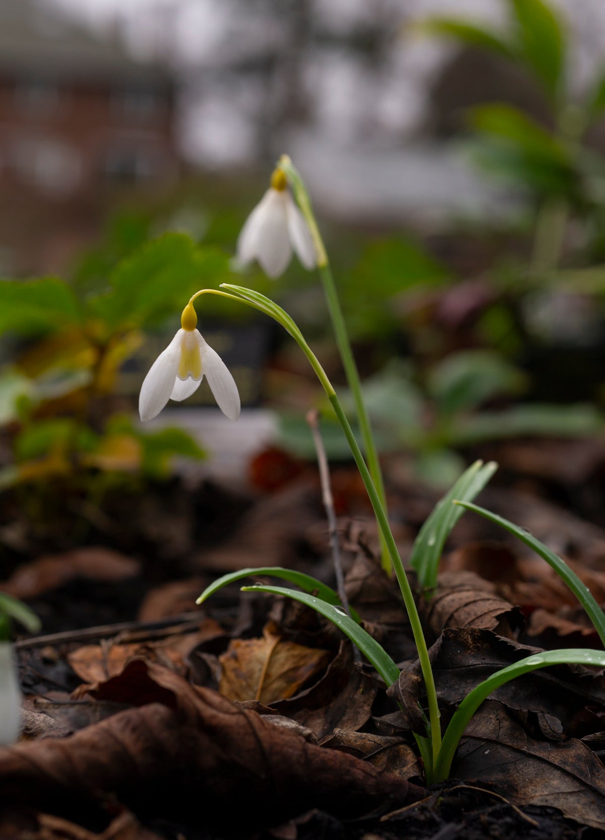 Galanthus x valentinei 'Dryad Gold Ribbon' snowdrop – photo 8