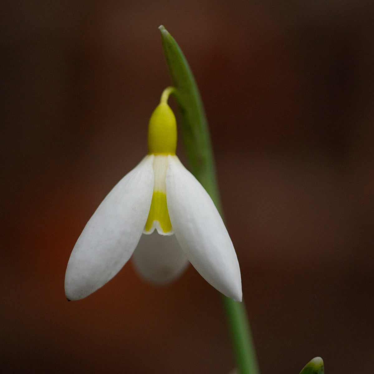 Galanthus x valentinei 'Dryad Gold Ribbon' snowdrop flower