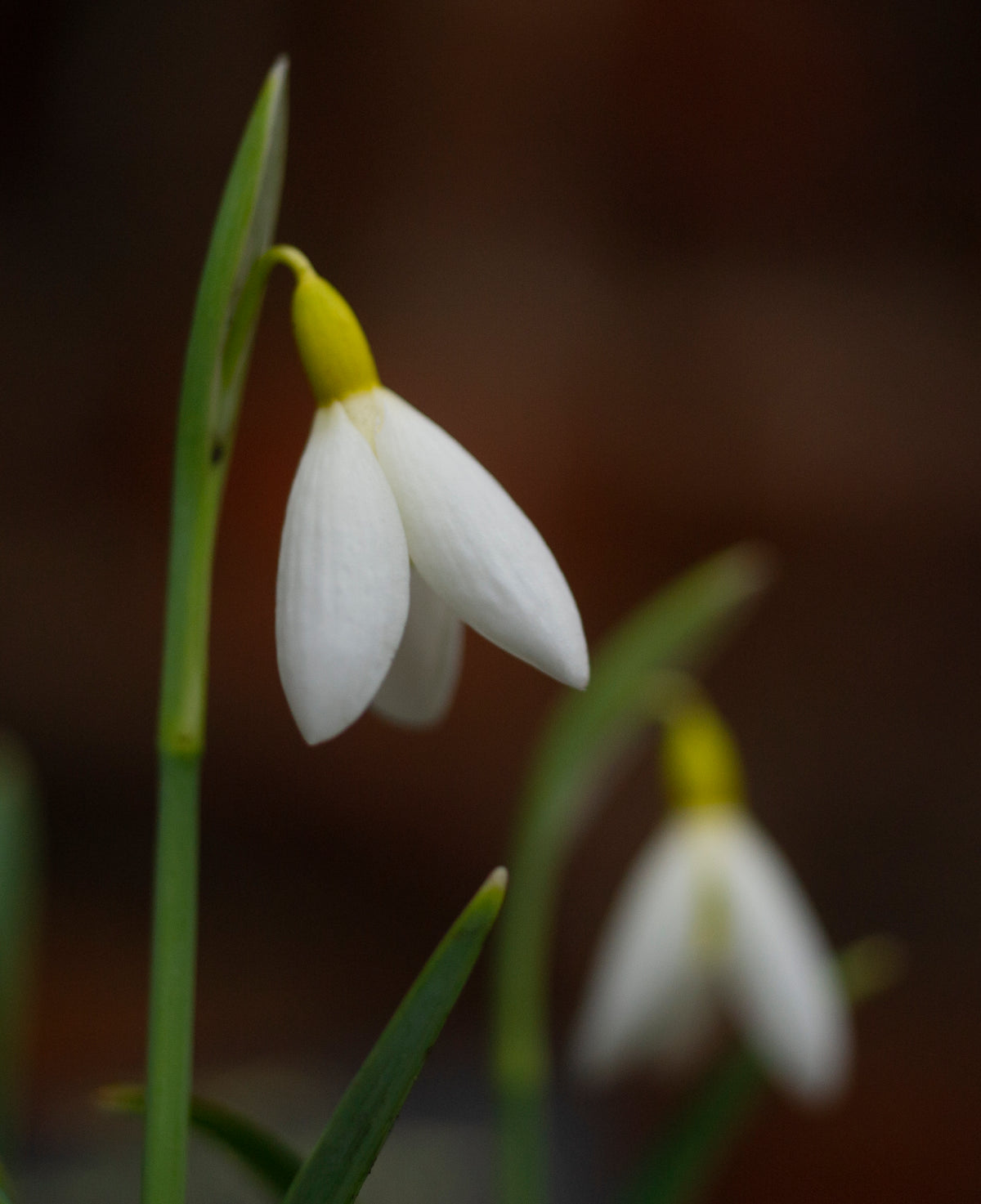 Galanthus x valentinei 'Dryad Gold Ribbon' snowdrop – photo 5