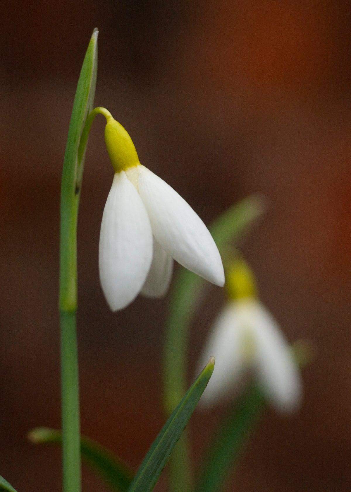 Galanthus x valentinei 'Dryad Gold Ribbon' snowdrop – photo 6