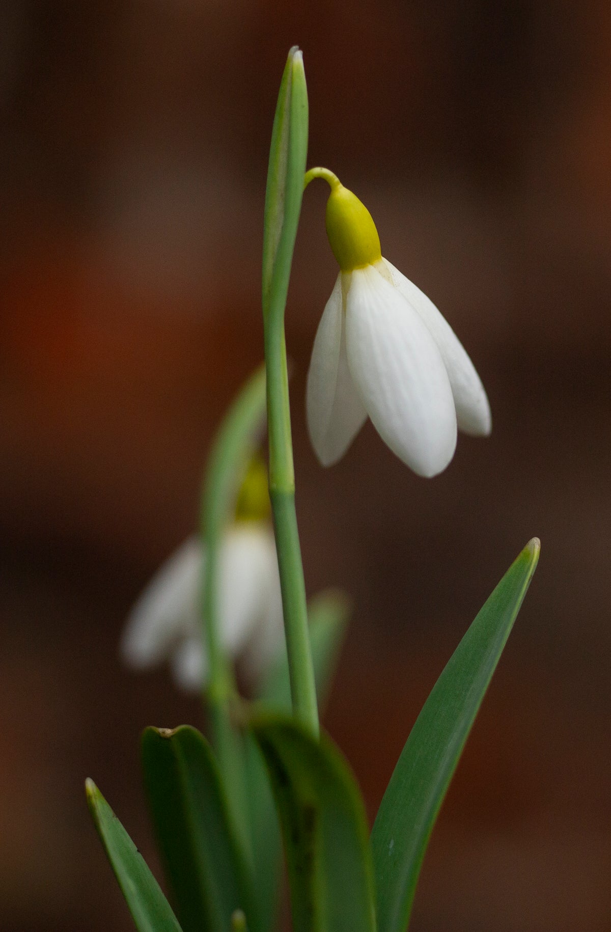 Galanthus x valentinei 'Dryad Gold Ribbon' snowdrop – photo 7