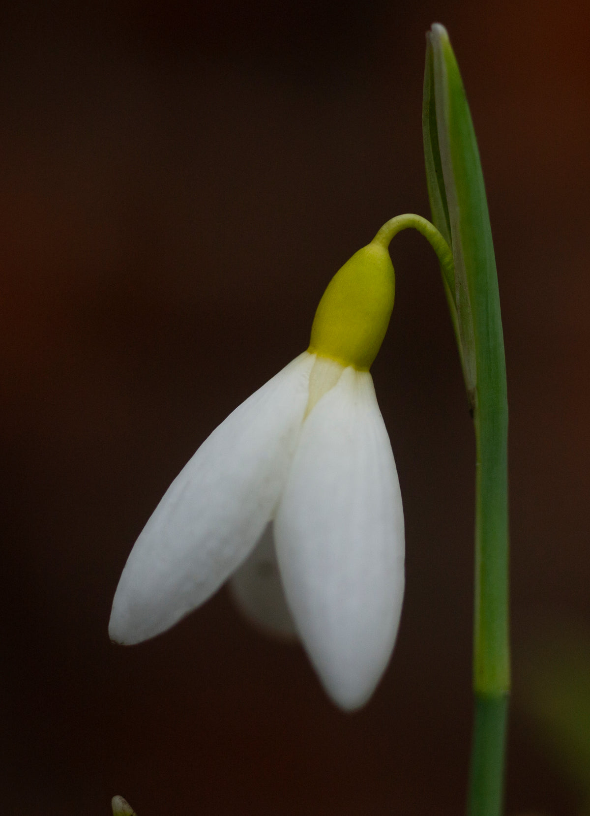 Galanthus x valentinei 'Dryad Gold Ribbon' snowdrop – photo 4